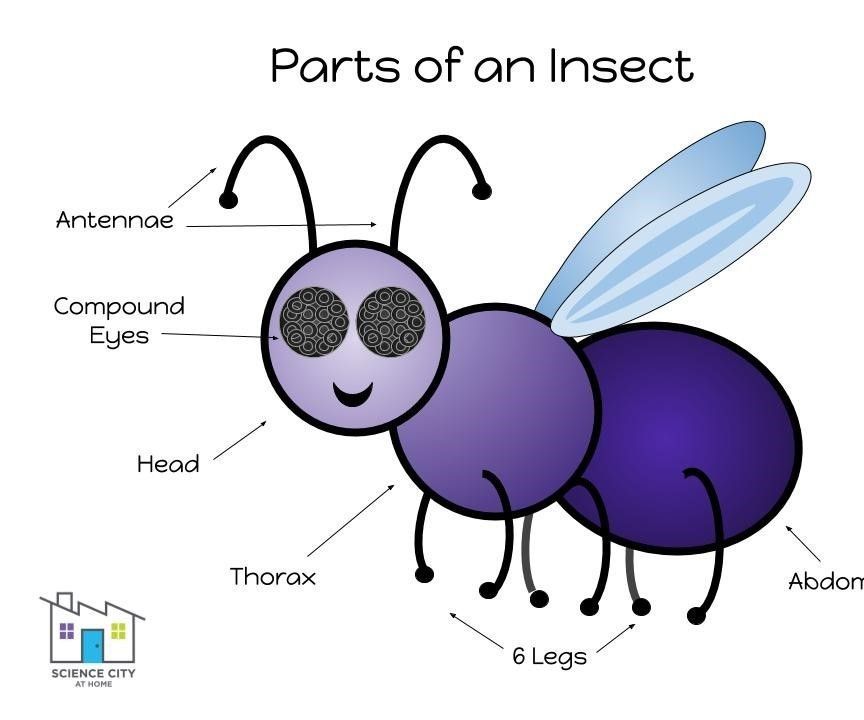 Build a Bug With Playdough!