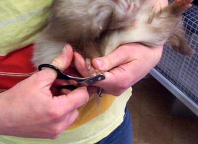 The Easy Way to Cut Your Ferret's Toenails