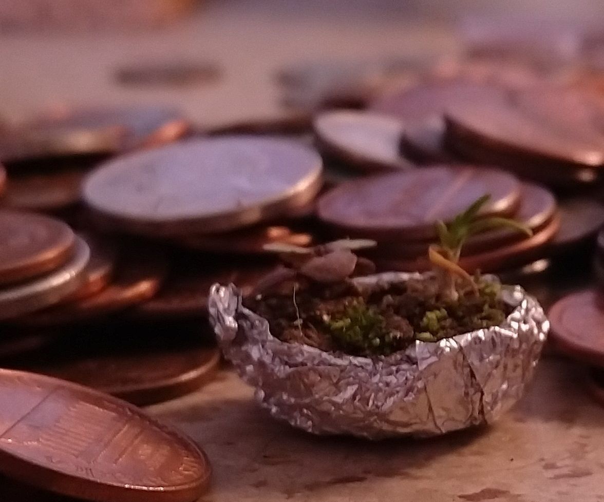 Tiny Garden