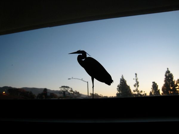 Create Windowzoo.com Birds!