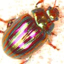 rosemarybeetle