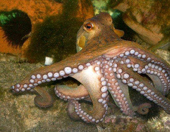 How to Hunt and Dig Out Octopus