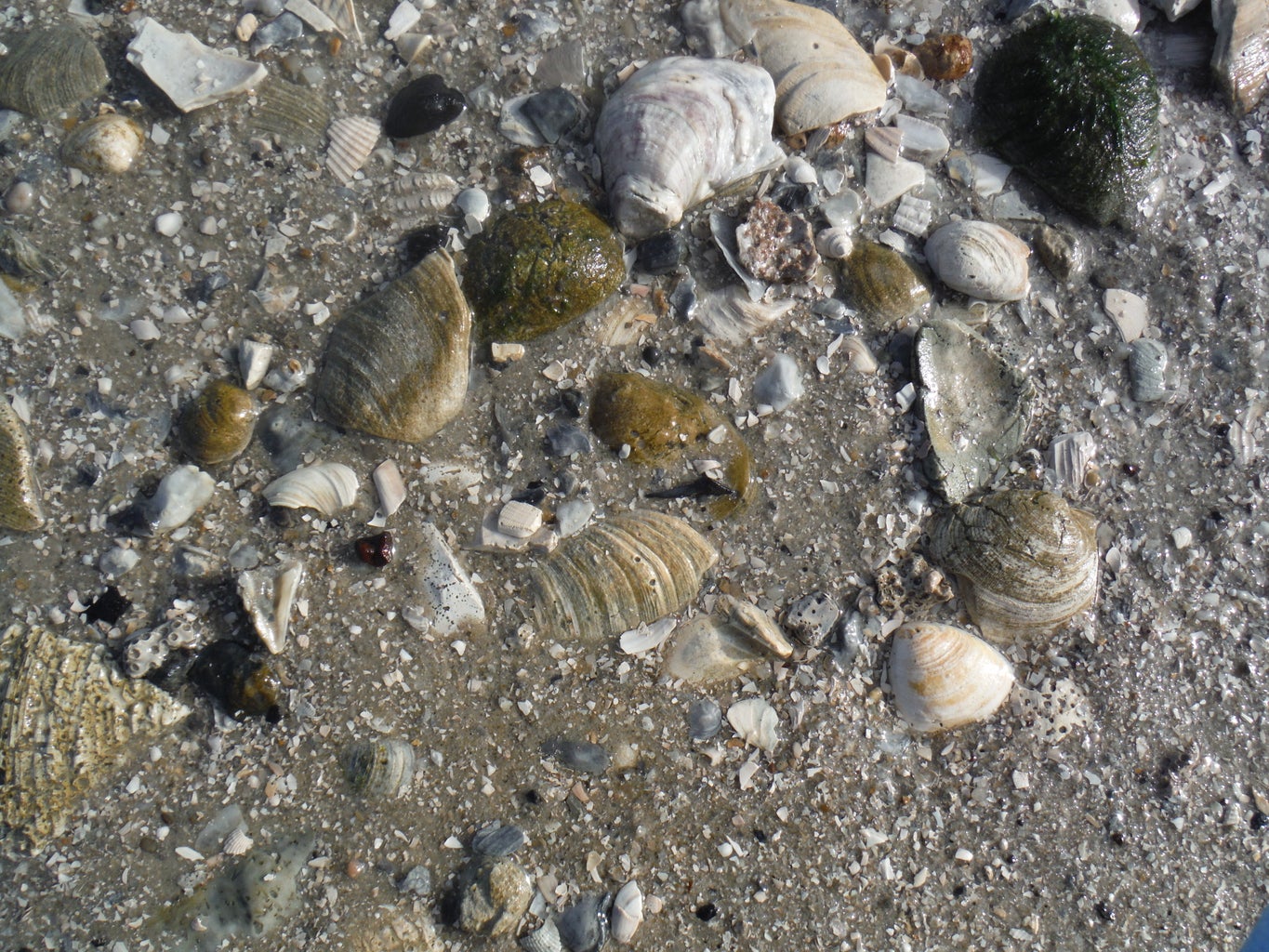 How to Find Shark Teeth : 10 Steps (with Pictures) - Instructables