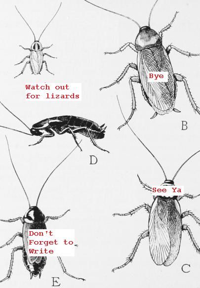 Cockroaches Bye-Bye