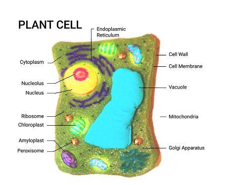 Cell Model Educational Tool From Recycled Materials : 5 Steps 