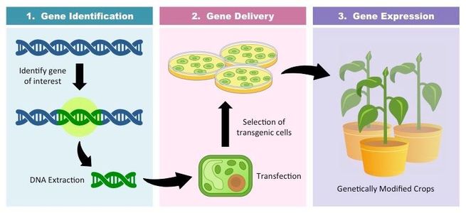 Transgenic Plants(GMO)