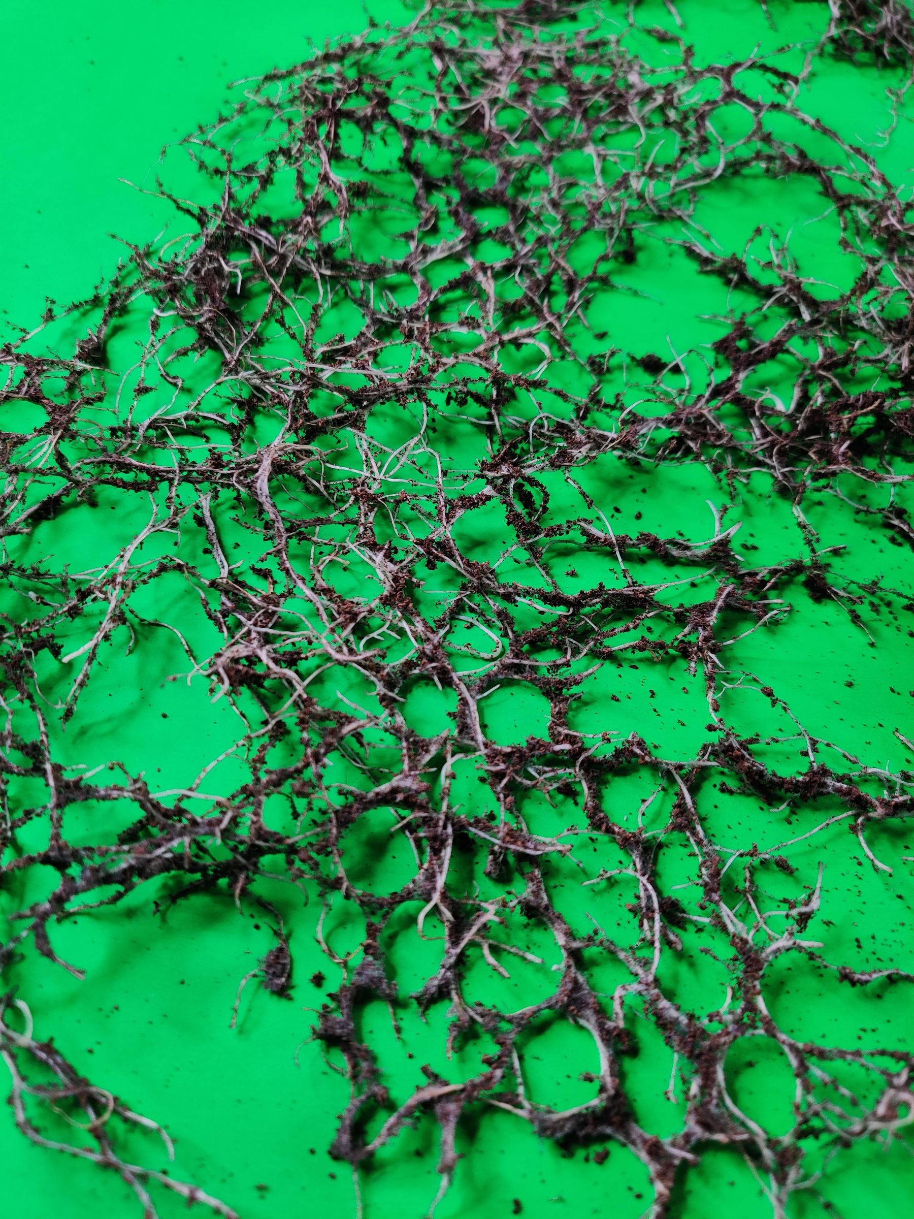 Innovative Root Textiles - Transforming Wheatgrass Roots Into Textured ...