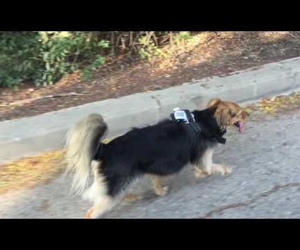 Finding Lychee - Dog GPS Offline Tracker