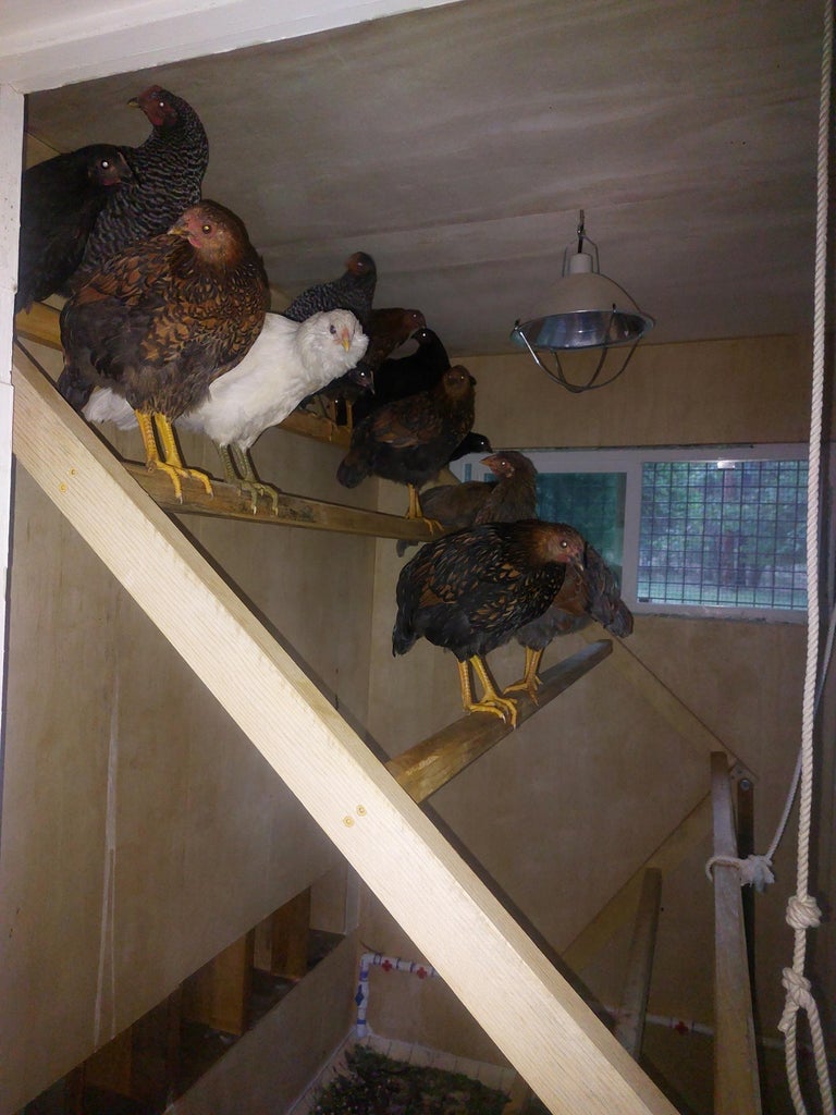 Easy-Care Henhouse : 16 Steps (with Pictures) - Instructables