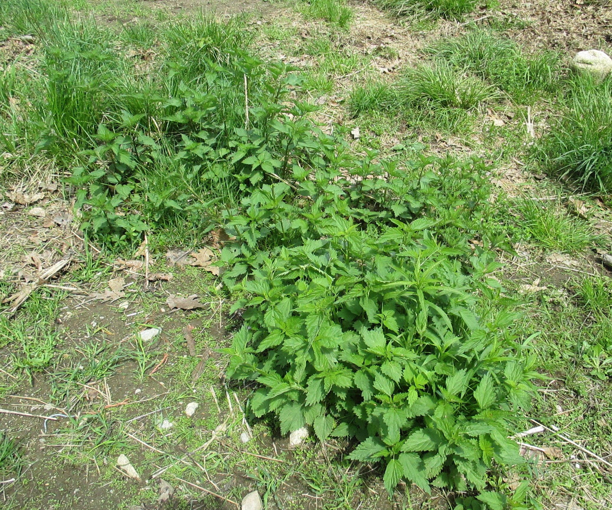 Ouch! That Plant Bit Me! Stinging Nettle Chips