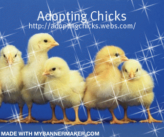 Adopting Chicks