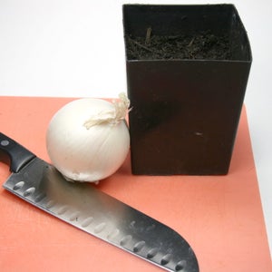 picture of an onion plant
