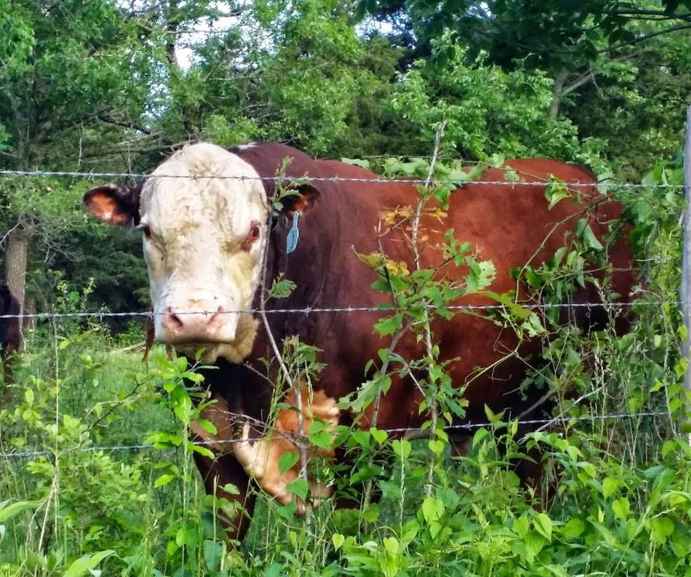 The Best Steak Ever.  