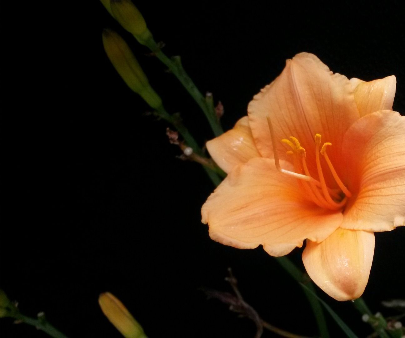Shoot Flowers With a Black Background With a Cellphone Under $2