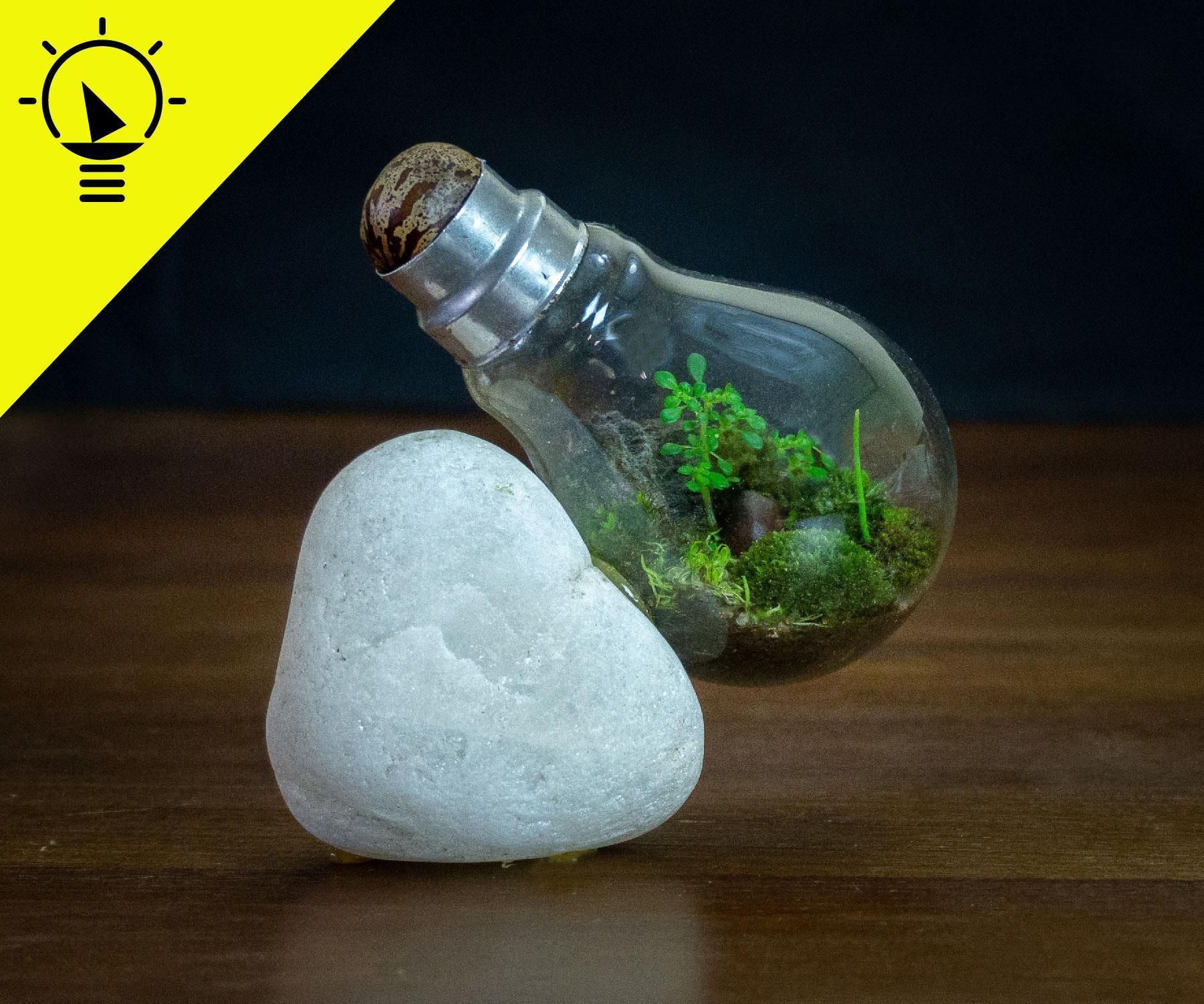 How to Make a Light Bulb Terrarium 9 Steps (with Pictures