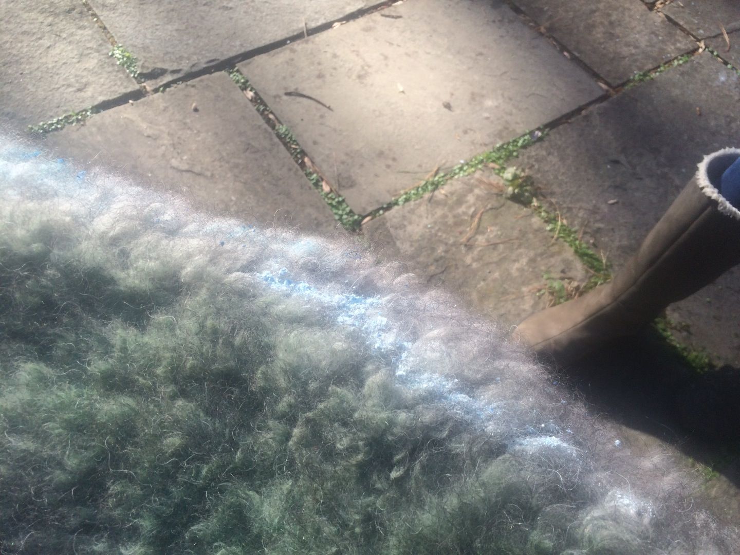 How to Dye Your Dog or Cat(with Home Made Dye)! : 3 Steps - Instructables