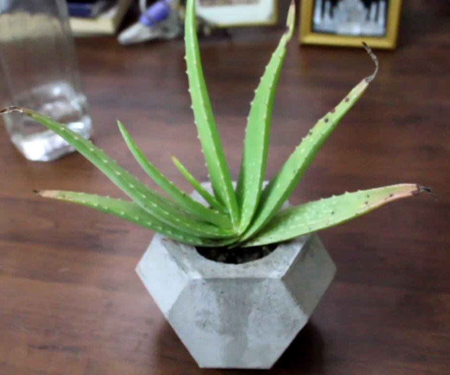 How DIY Cement Planter