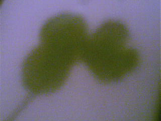 How to Find a 4 Leaf Clover in 5 Minutes!