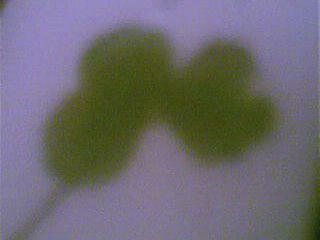 How to Find a 4 Leaf Clover in 5 Minutes!