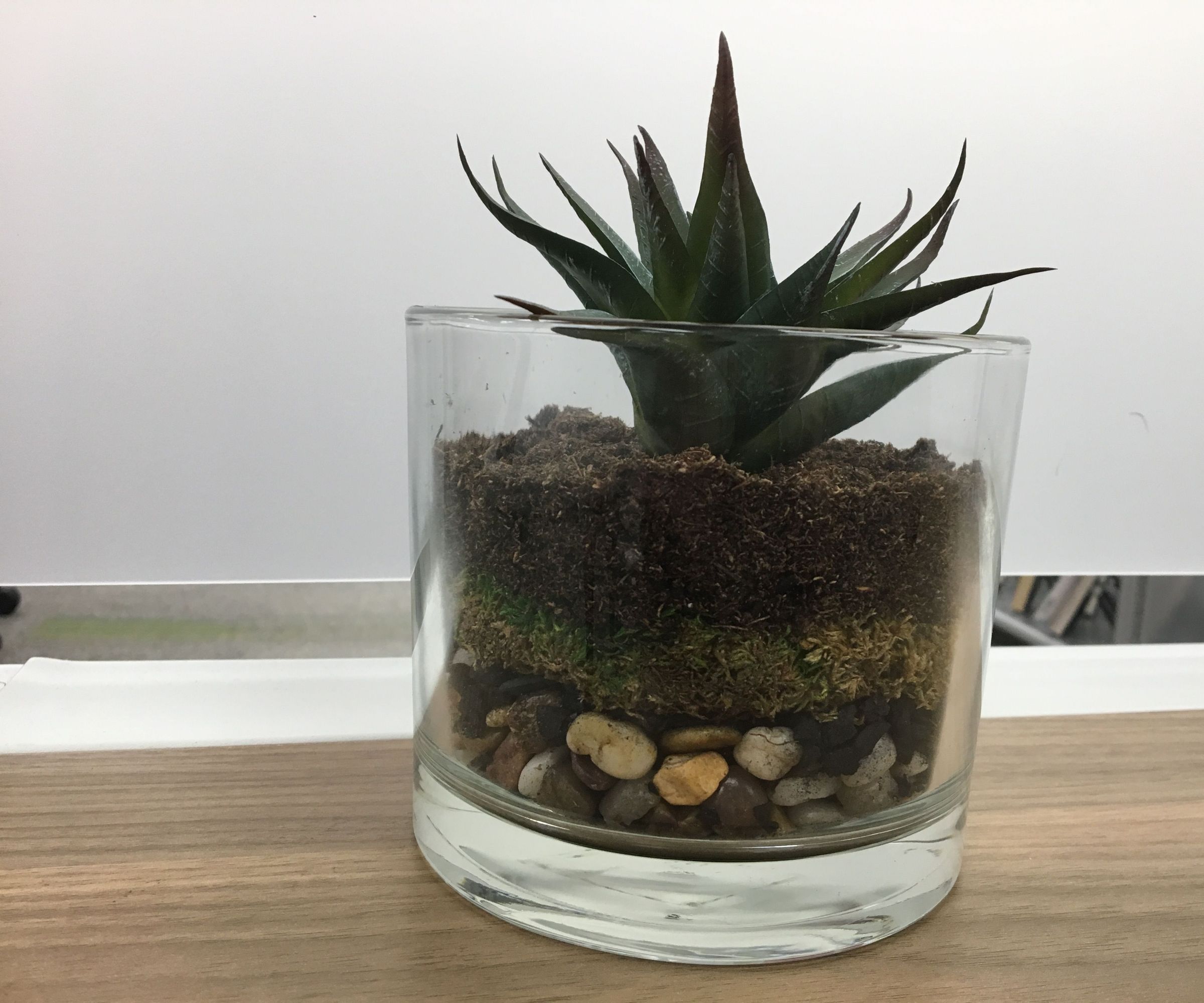 How to Make a Terrarium