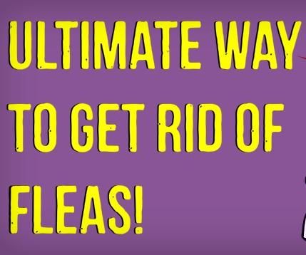 How to Get Rid of Fleas on Dogs (Naturally)