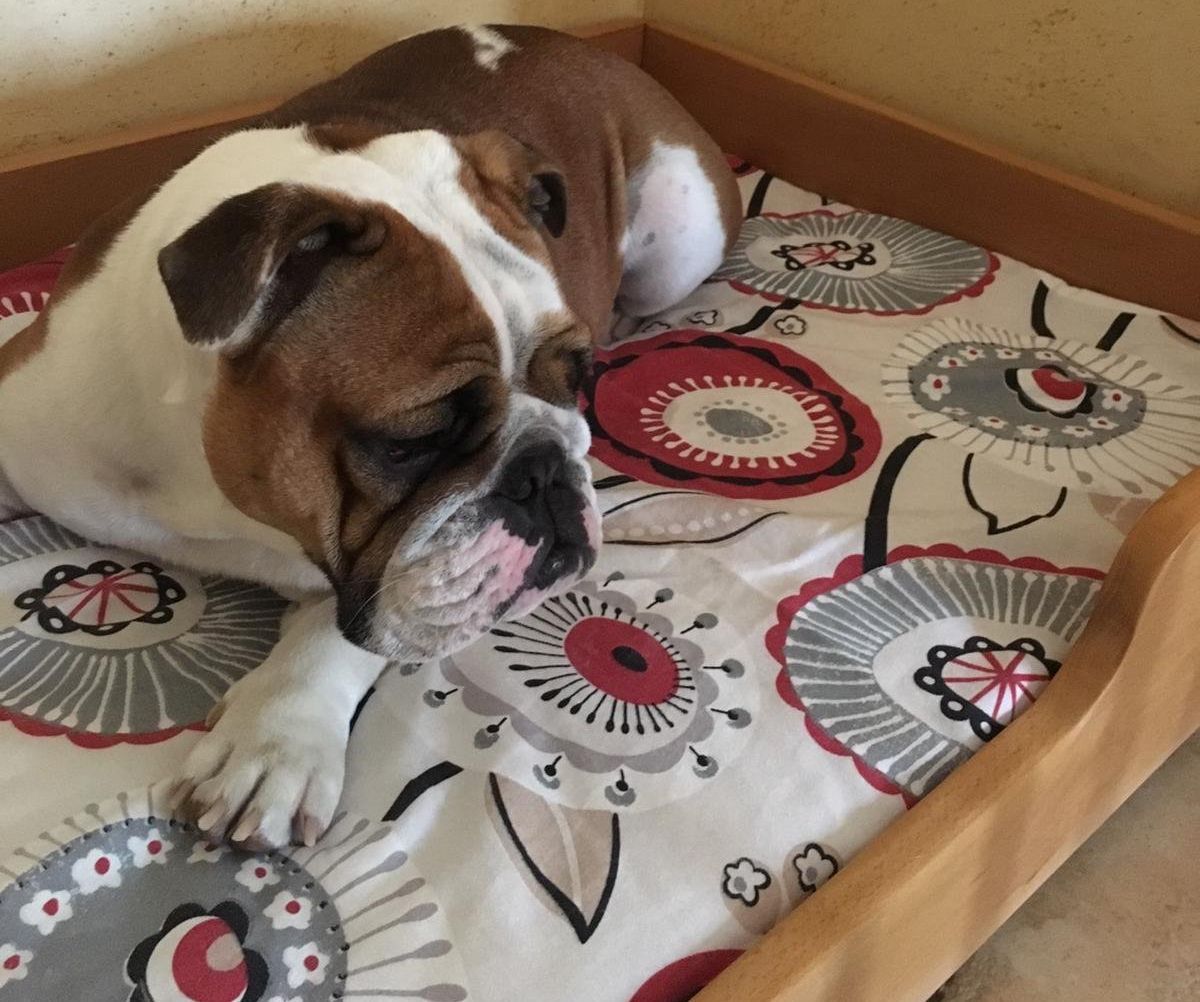 Wooden Dog Bed