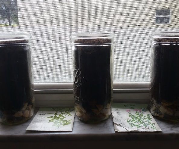 DIY Windowsill Mason Jar Herb Garden