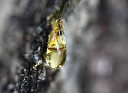 Use #8: Pine Sap 