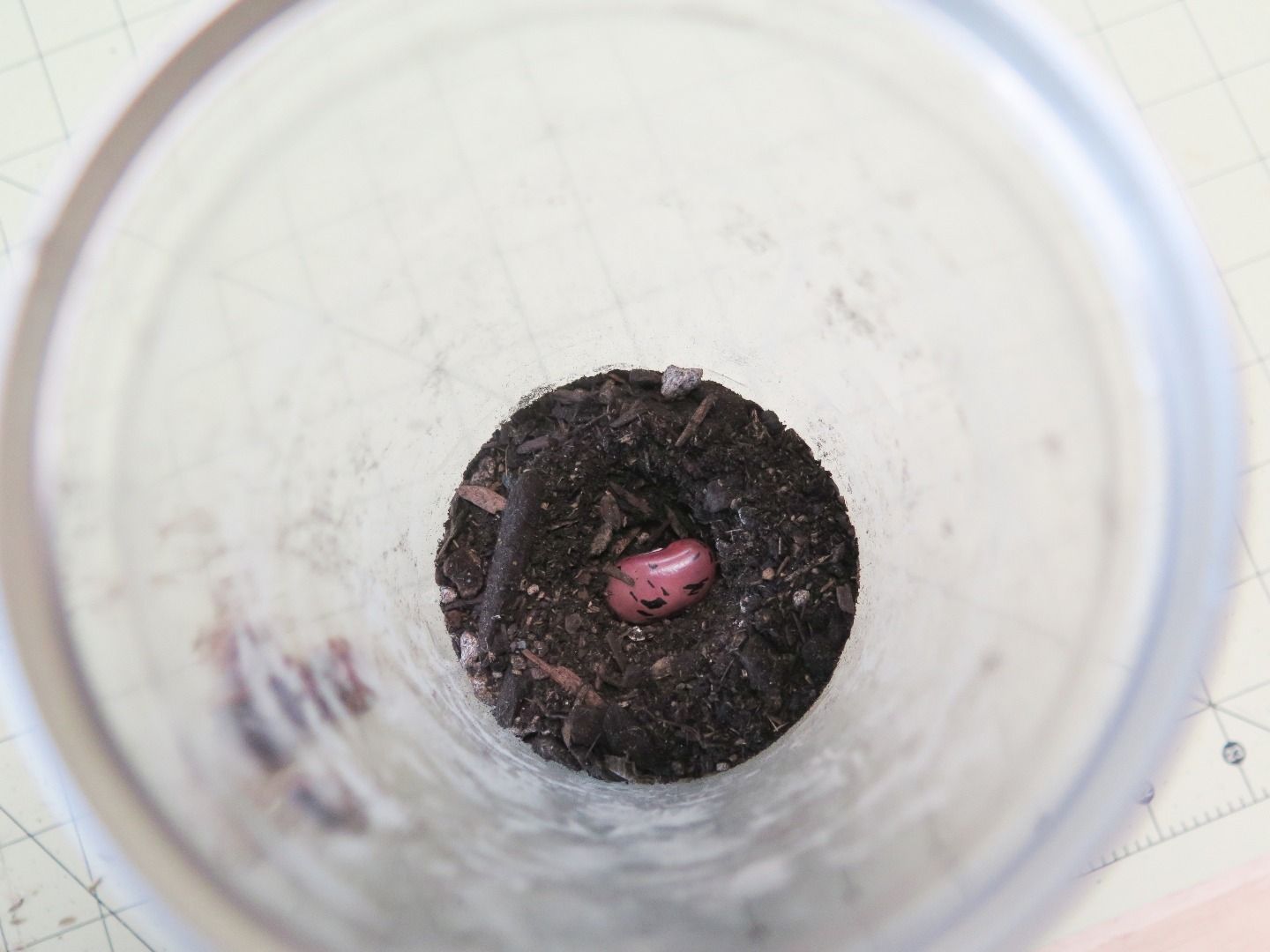 SelfWatering Terrarium! 7 Steps (with Pictures) Instructables