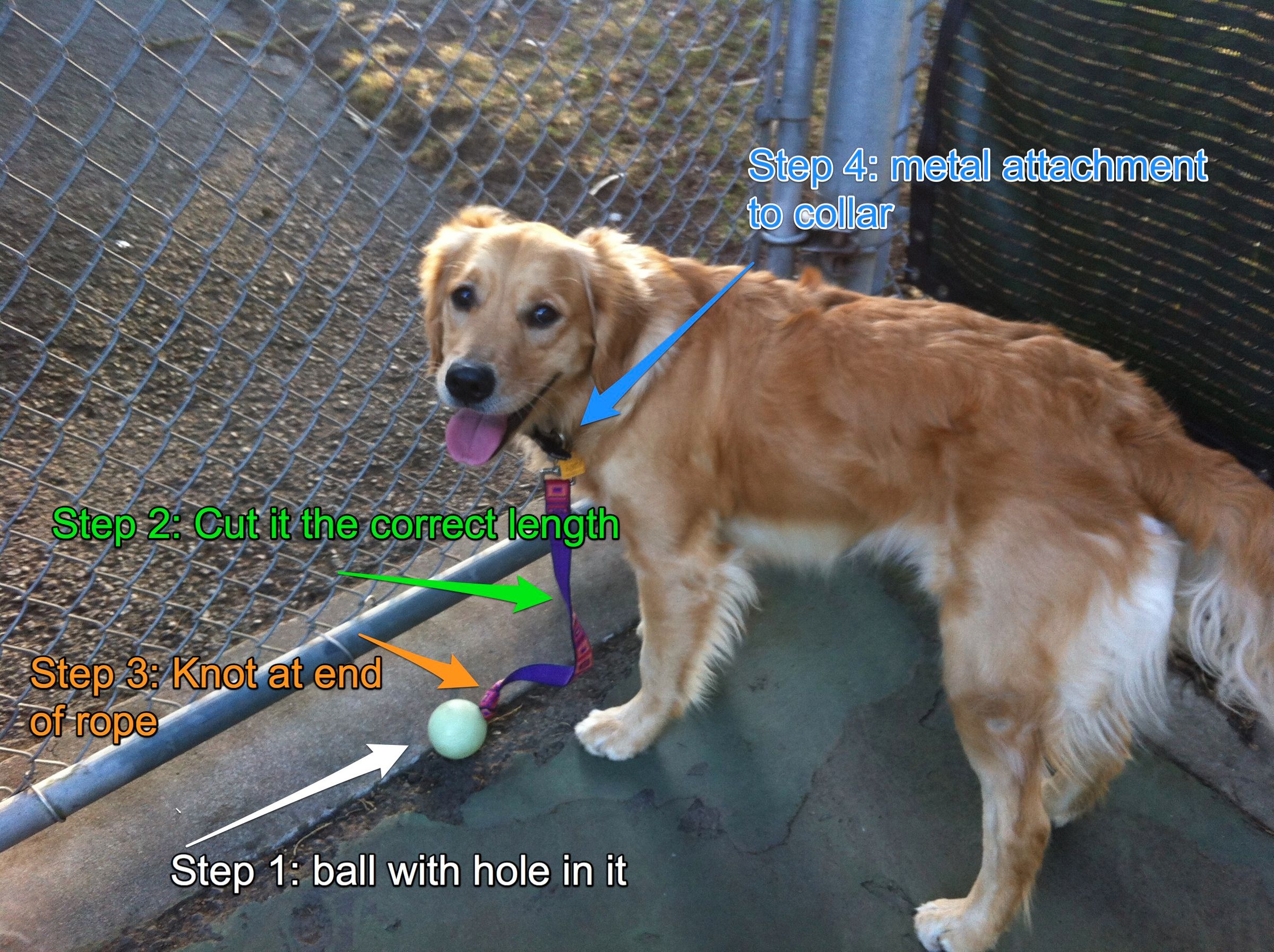 Canine Ball Leash (no More Lost Balls in the Park!)
