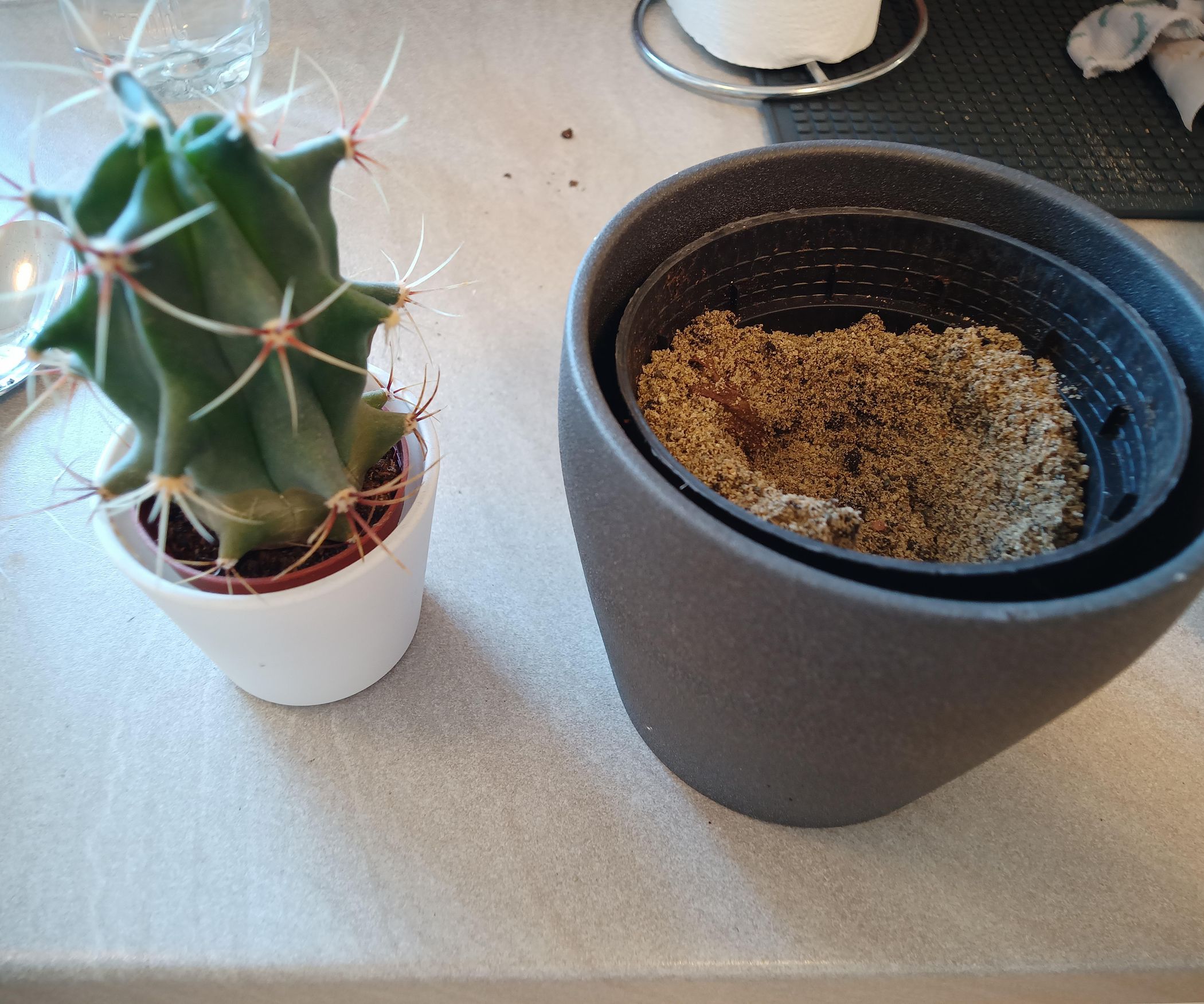 Easy Cactus Repotting : 4 Steps - Instructables