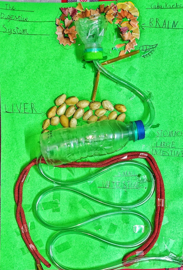 The Digestive System Working Model : 3 Steps - Instructables