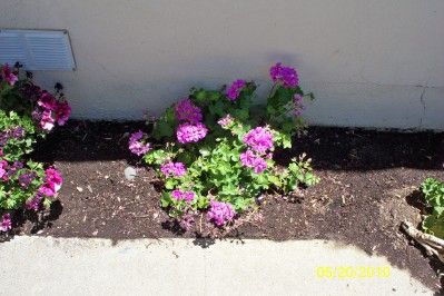 Propagate Plants the Easy Way...With Easy to Make Mini-Greenhouses