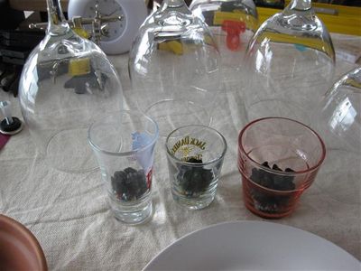 Building the Shot & Wine Glass Terrarium / Seed Starter