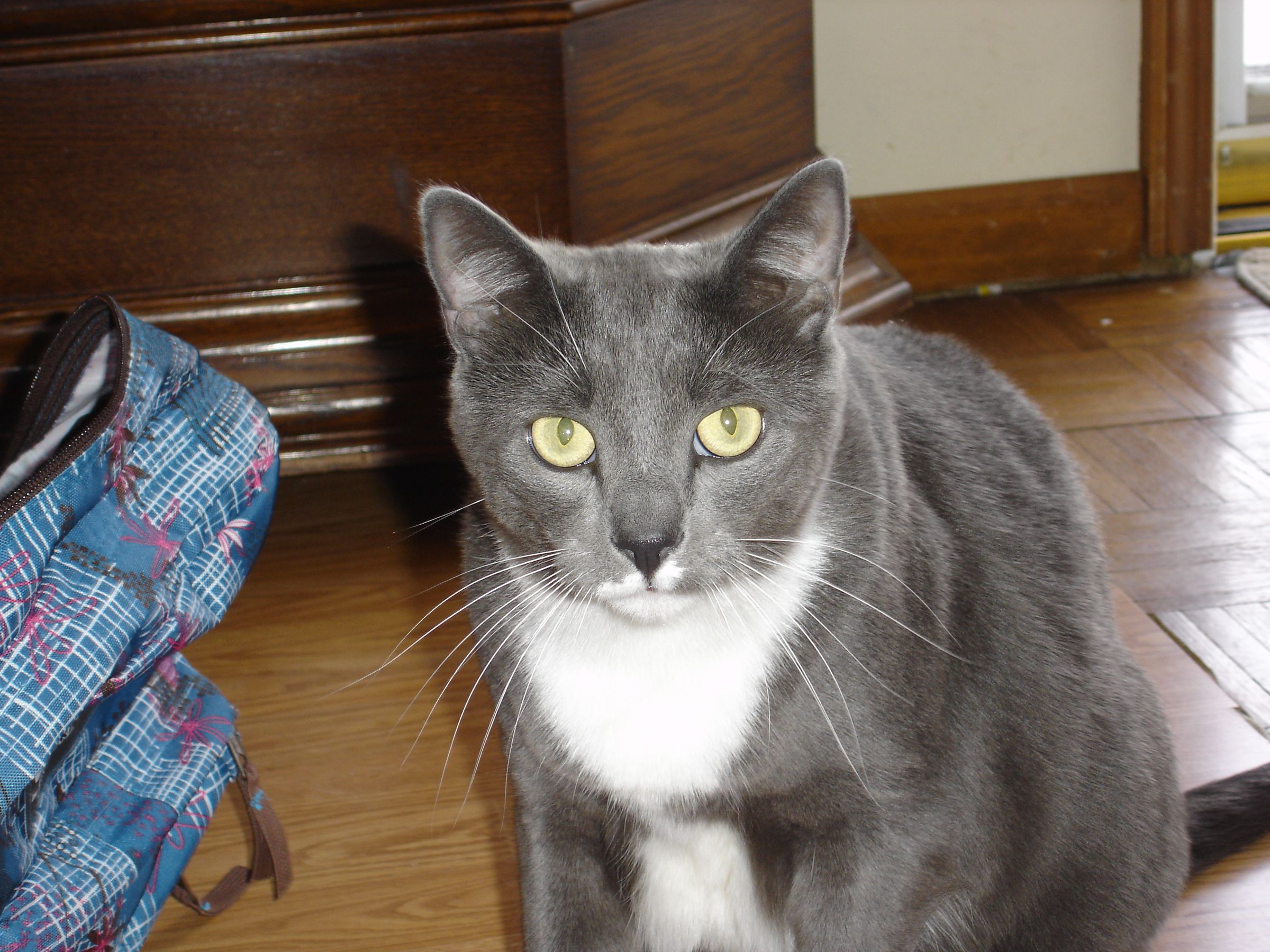 How to Get Good Pictures of Cats