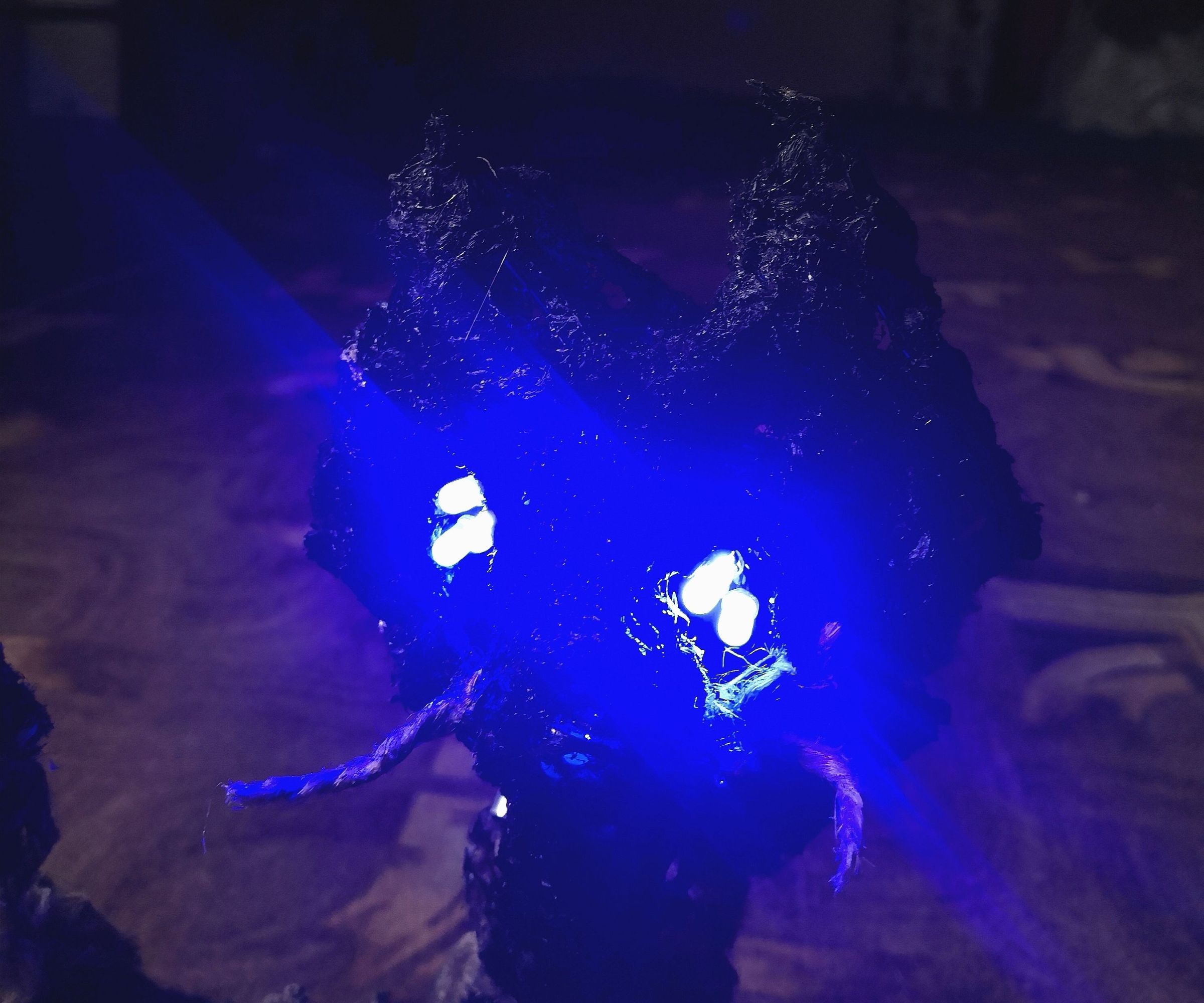 Cat With Blinky Eyes and Nose // Light and Sound Sensors