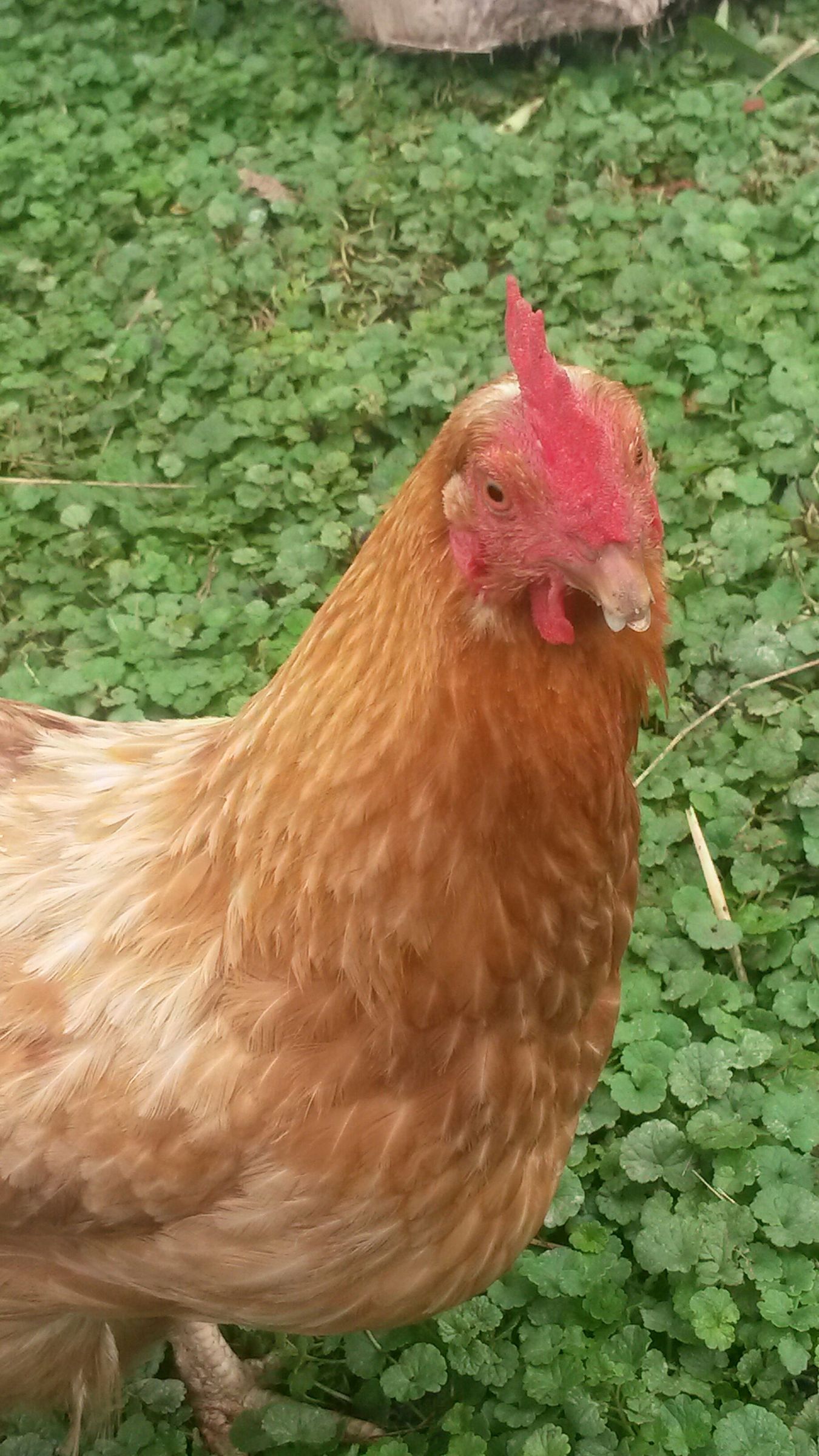 Chicken Playground