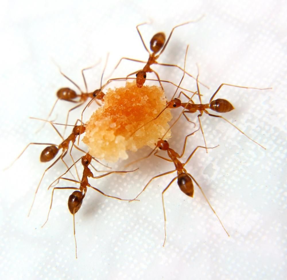 Getting Rid of Ants