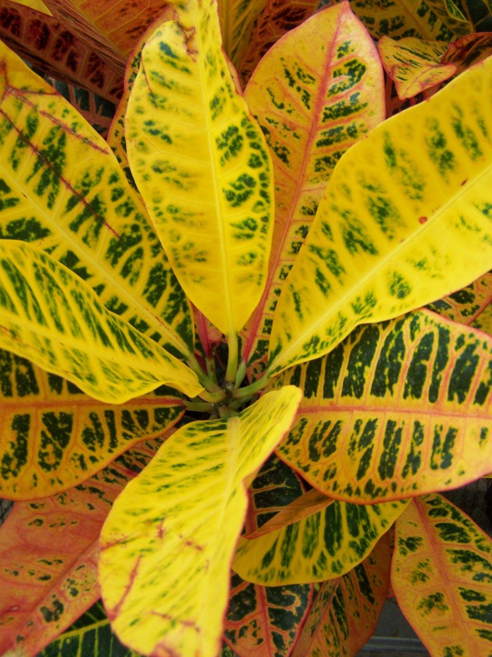 Colorful Tropical Foliage Plants Croton Plants and Caladium Plants