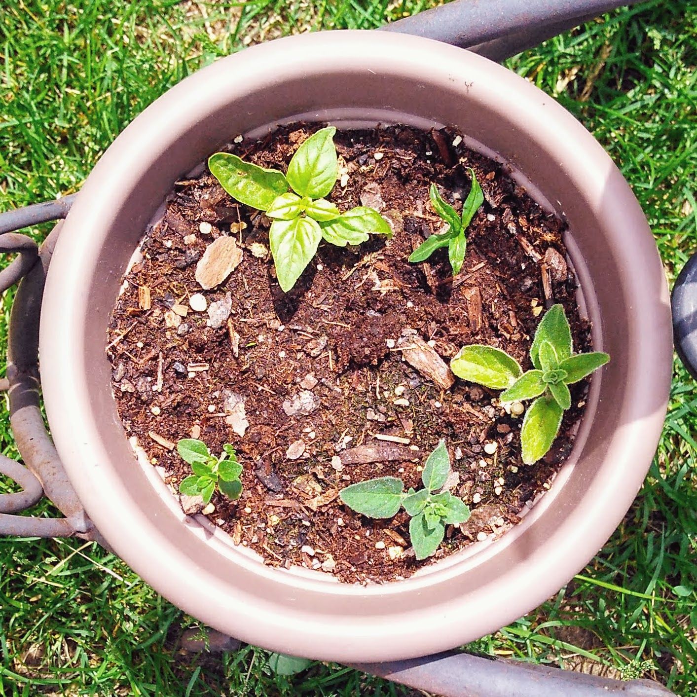 How to Propagate Herbs 4 Steps (with Pictures) Instructables