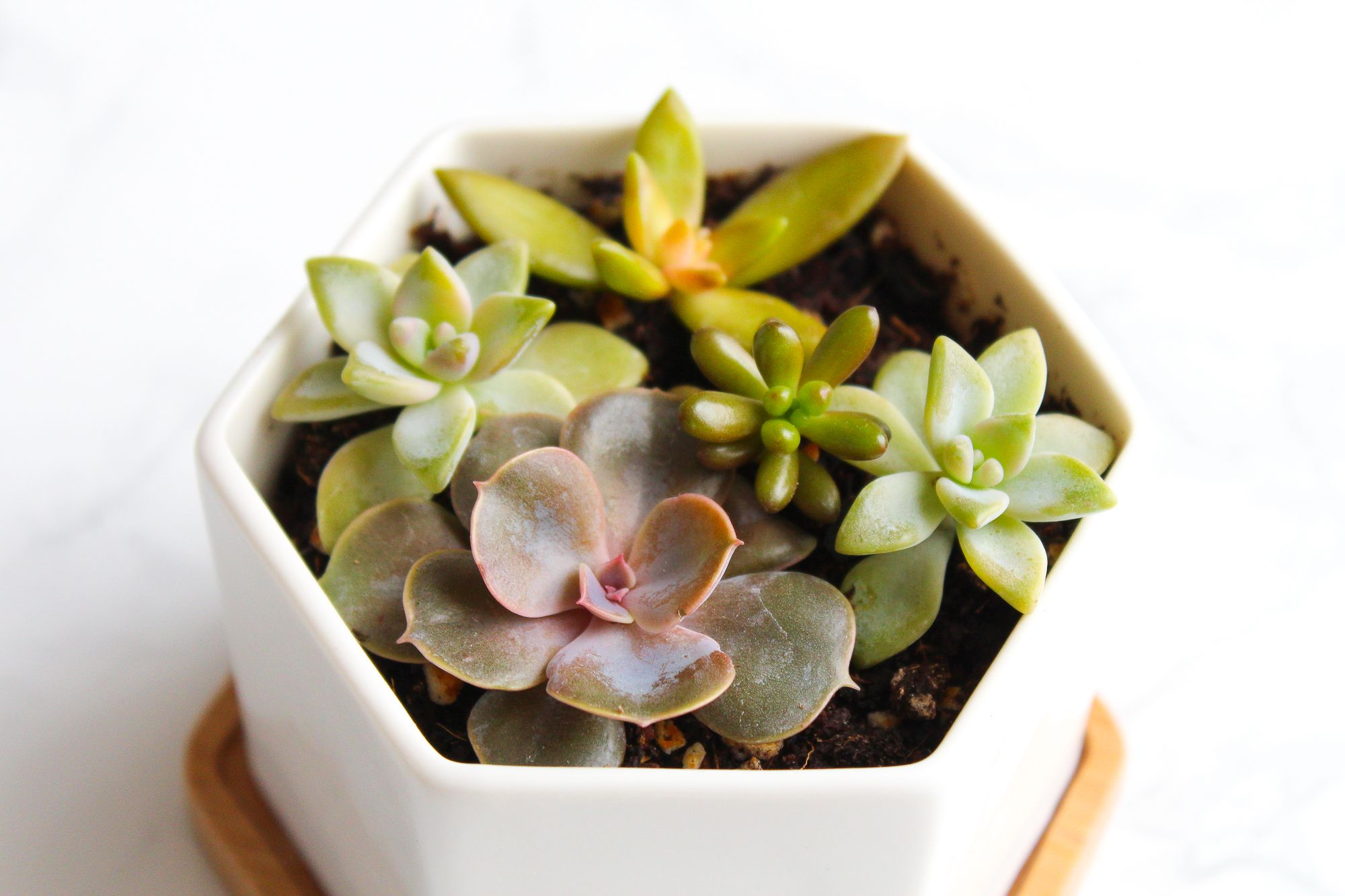 How to Take & Grow Succulents From Cuttings 5 Steps (with Pictures