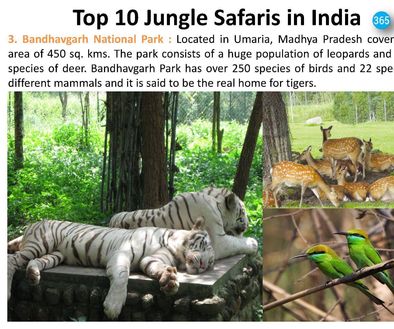 Top 10 Jungle Safaris in India