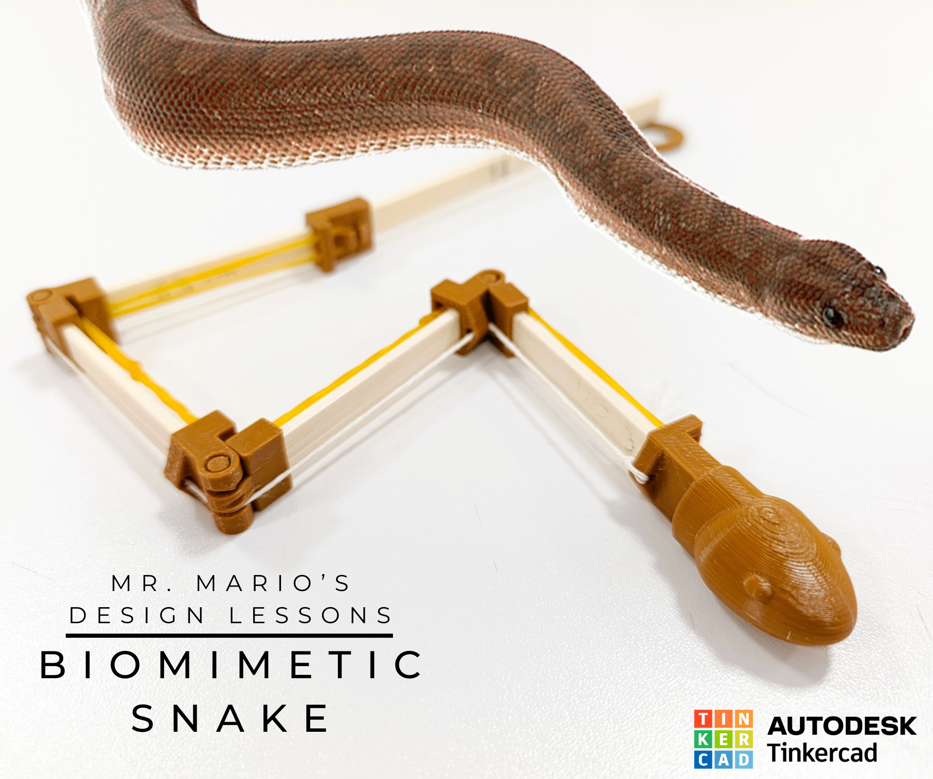 DIY Biomimicry Snake Classroom Activity (Less Fear, More Inspiration)