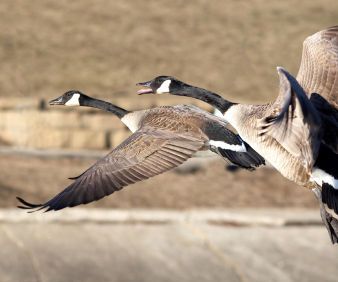 3 Things You Must Know Before Going on Goose Hunting