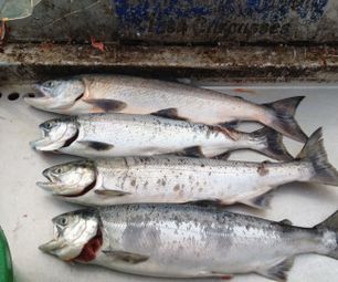 How to Fillet a Fresh Caught Salmon