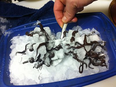 Chocolate Raspberry Tree