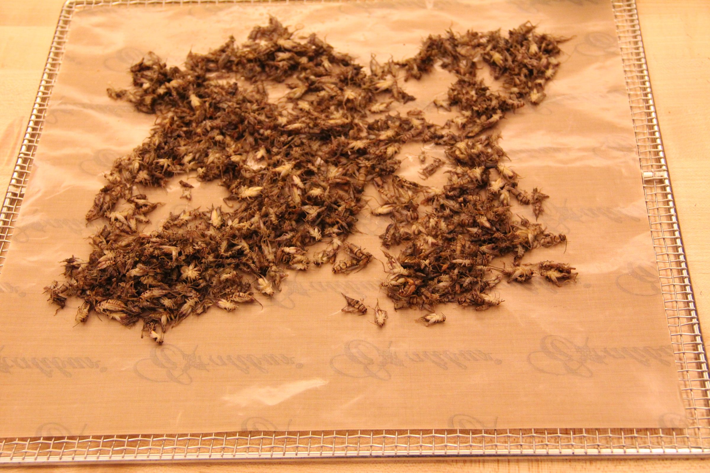 Insects for FoodPrep. 101 11 Steps (with Pictures) Instructables