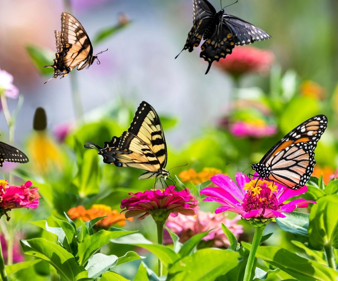 How to Make a Butterfly Oasis