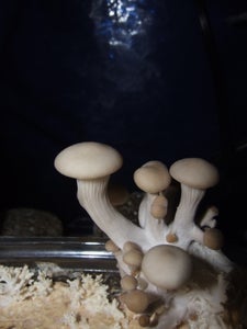 Gourmet Mushrooms in an Old Coffee Cup