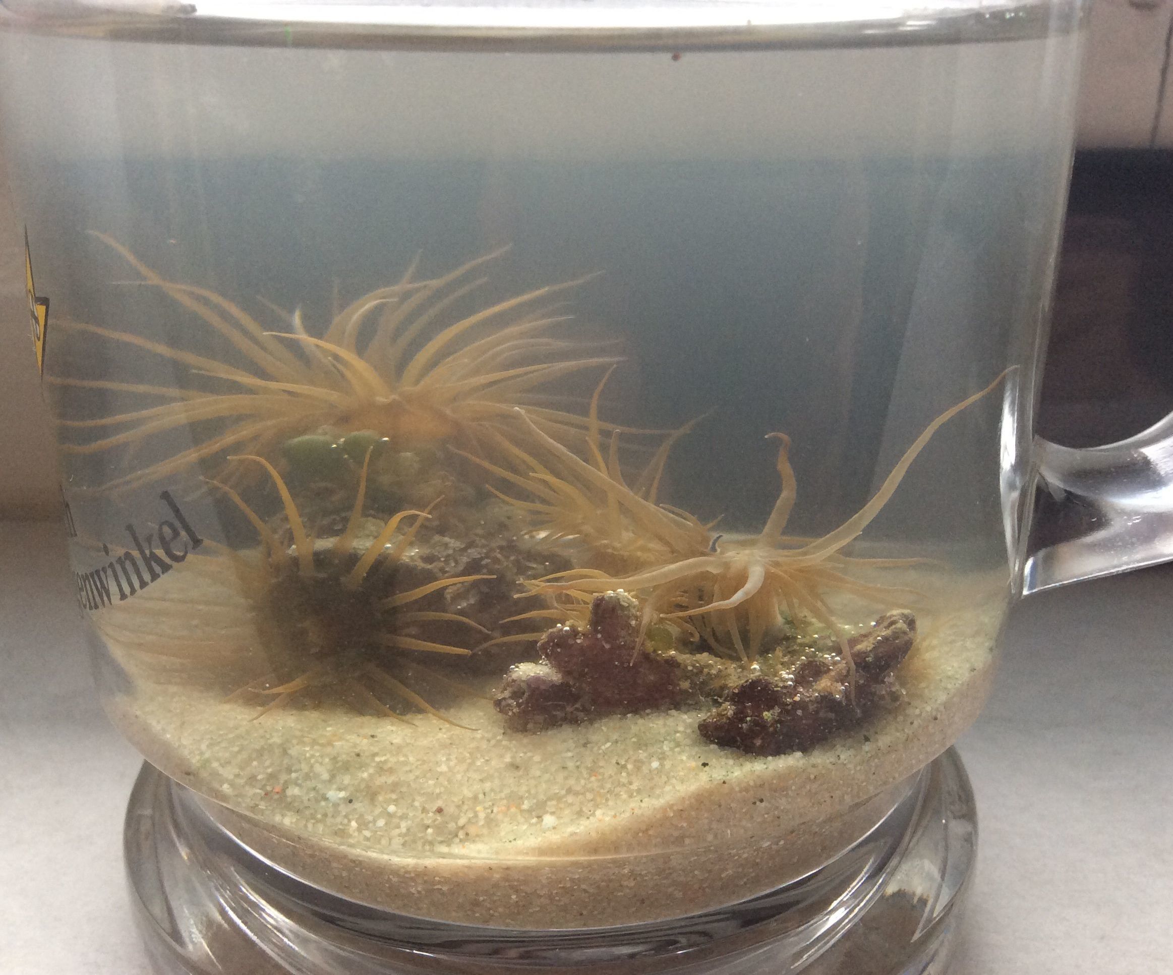 How to Mix a Batch of Sea Salt(-water) for Your Marine Tank